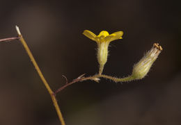 Imagem de Croptilon divaricatum (Nutt.) Rafin.