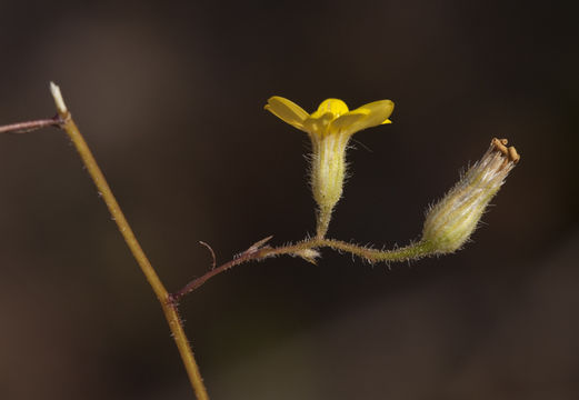 Imagem de Croptilon divaricatum (Nutt.) Rafin.