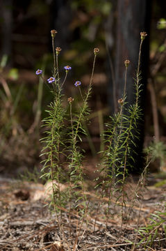 Imagem de Ionactis linariifolia (L.) Greene