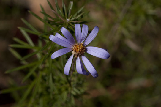 Imagem de Ionactis linariifolia (L.) Greene