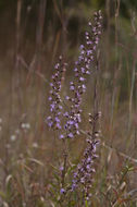 Слика од Liatris elegantula (E. Greene) Schumann