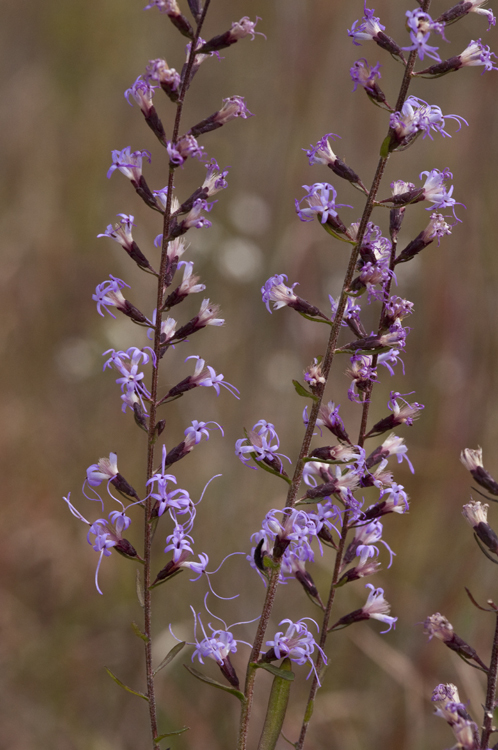 Слика од Liatris elegantula (E. Greene) Schumann