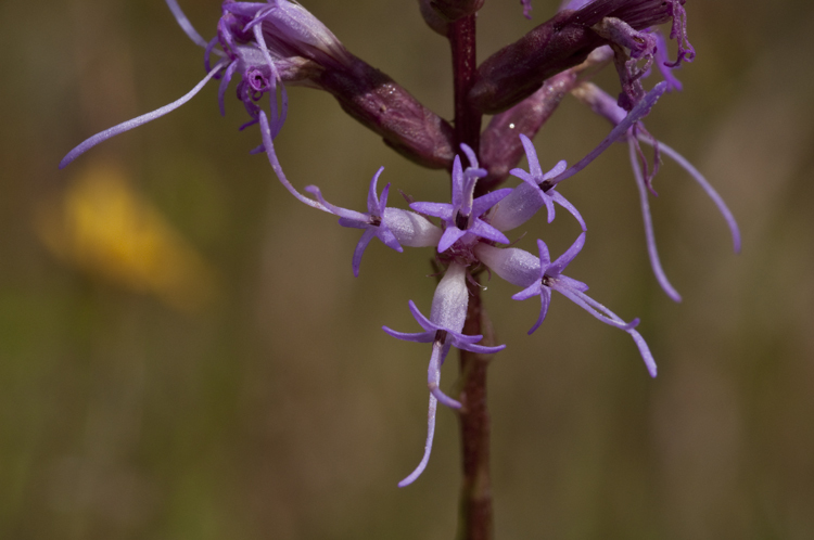 Слика од Liatris elegantula (E. Greene) Schumann