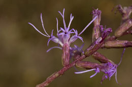 Image of grassleaf gayfeather