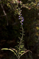 Слика од Liatris gracilis Pursh