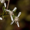 Plancia ëd Sericocarpus tortifolius (Michx.) Nees