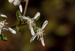 Plancia ëd Sericocarpus tortifolius (Michx.) Nees