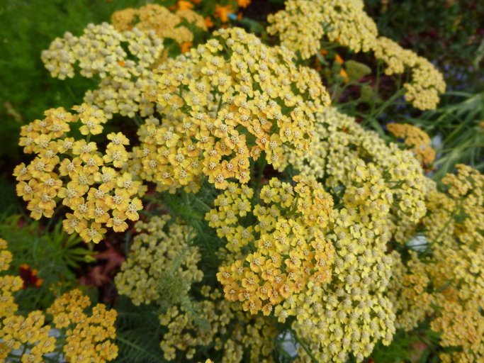 Image of yarrow, milfoil