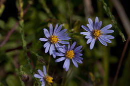 Image of scaleleaf aster