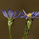 Image de Symphyotrichum adnatum (Nutt.) G. L. Nesom