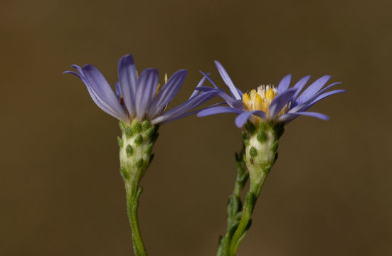 Image of scaleleaf aster