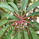 Image of palm leaf begonia