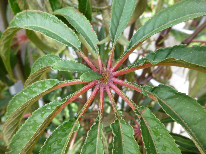 Слика од Begonia luxurians Scheidw.