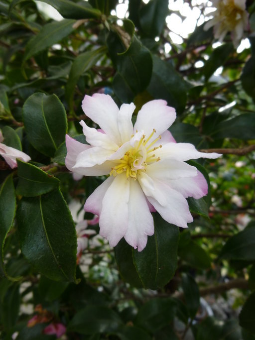 Image of <i>Camellia sasanqua</i>