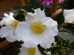 <i>Camellia sasanqua</i> resmi