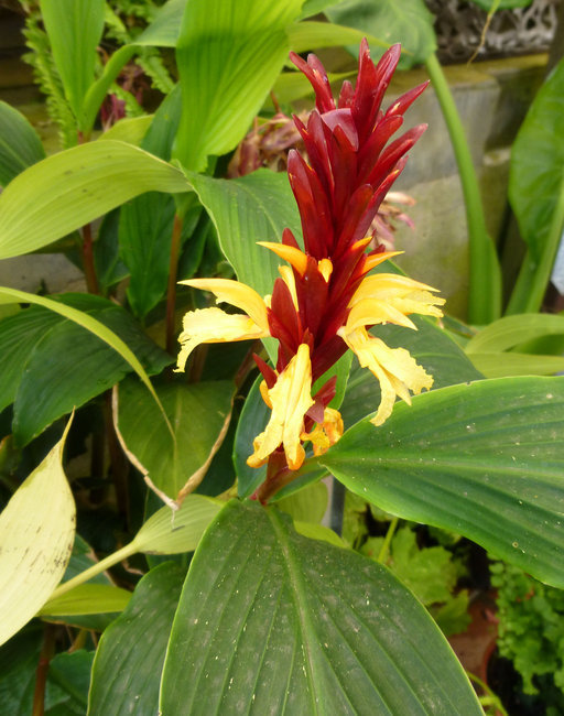 Image of Cautleya spicata (Sm.) Baker