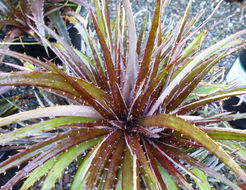 Image of Dyckia leptostachya Baker