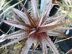 Plancia ëd Dyckia