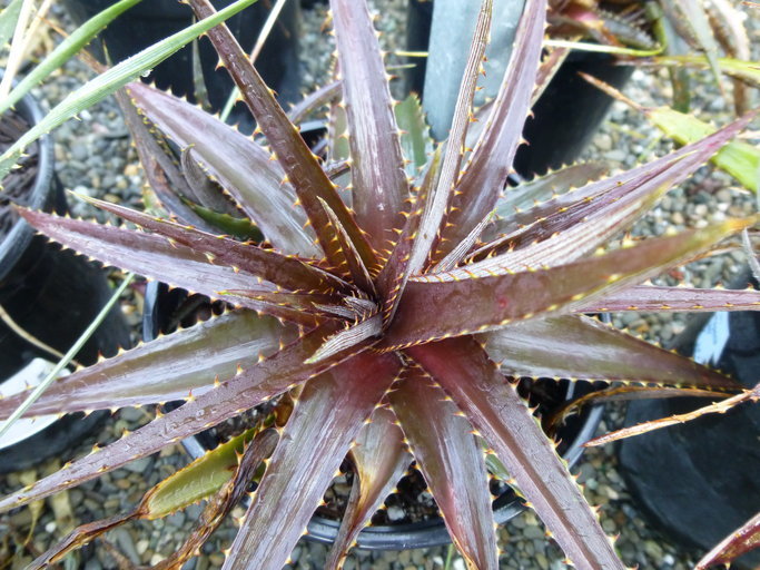 Image of dyckia