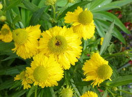 Image of sneezeweed