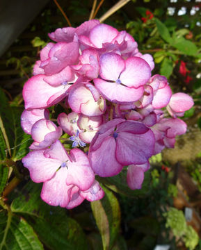 Image of Bigleaf Hydrangea