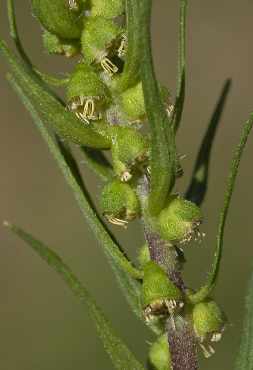 Image of annual marsh elder