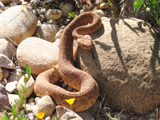 Image of Red Diamond Rattlesnake