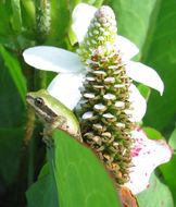 Image of Northern Pacific Treefrog