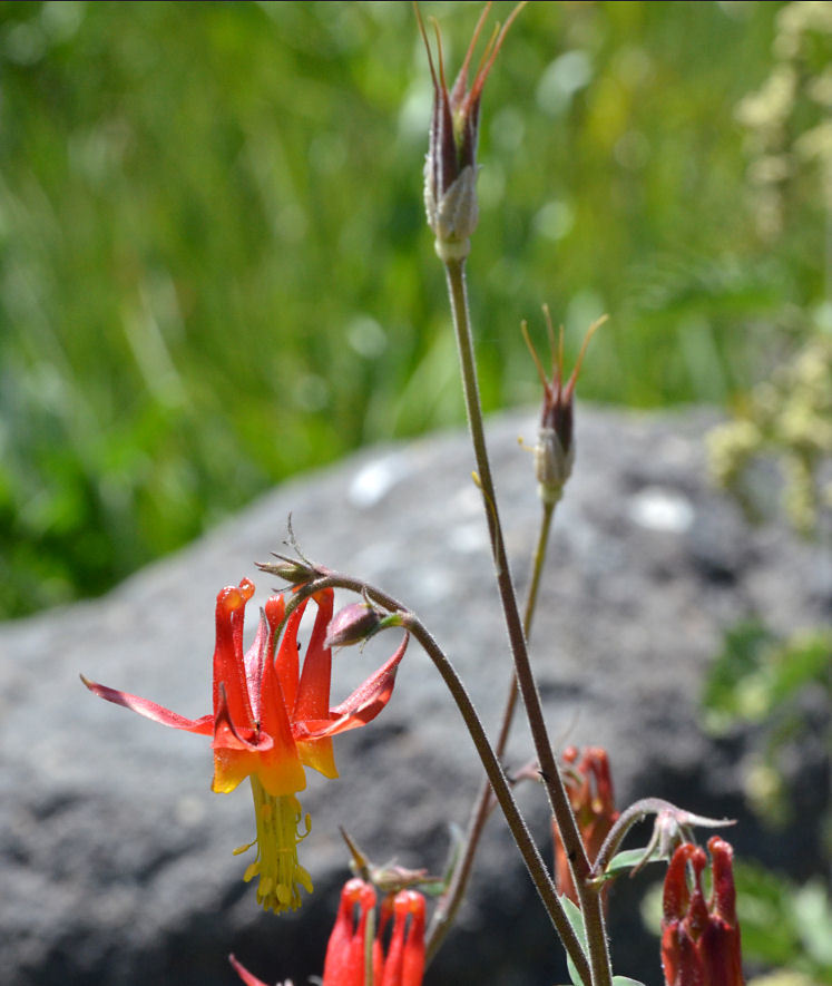 Imagem de Aquilegia formosa Fisch.