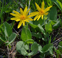 Image of heartleaf arnica