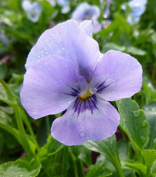 Image of Horned Pansy