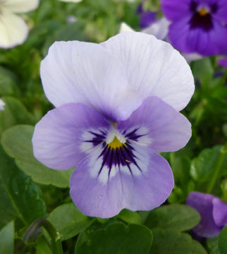 Image of Horned Pansy