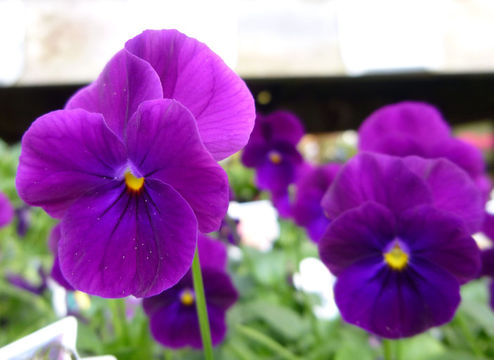 Image of Horned Pansy