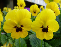 Image of Horned Pansy