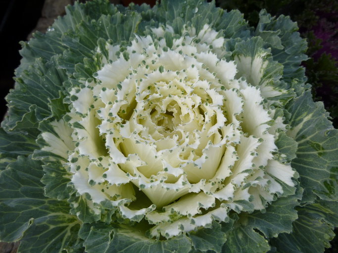 Image of <i>Brassica oleracea</i> var. <i>acephala</i>