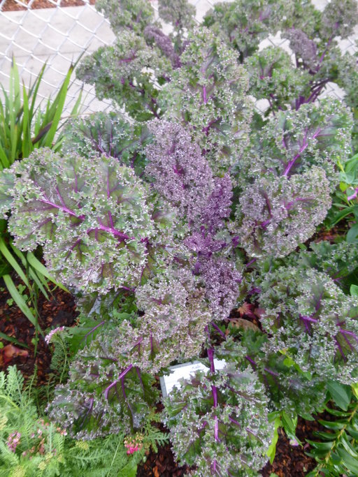 Image of <i>Brassica oleracea</i> var. <i>acephala</i>