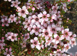 Imagem de Leptospermum scoparium Forst.