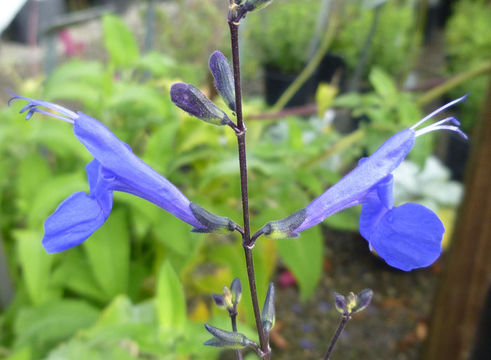 Image of Salvia sagittata Ruiz & Pav.