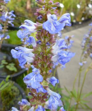 Imagem de Salvia uliginosa Benth.