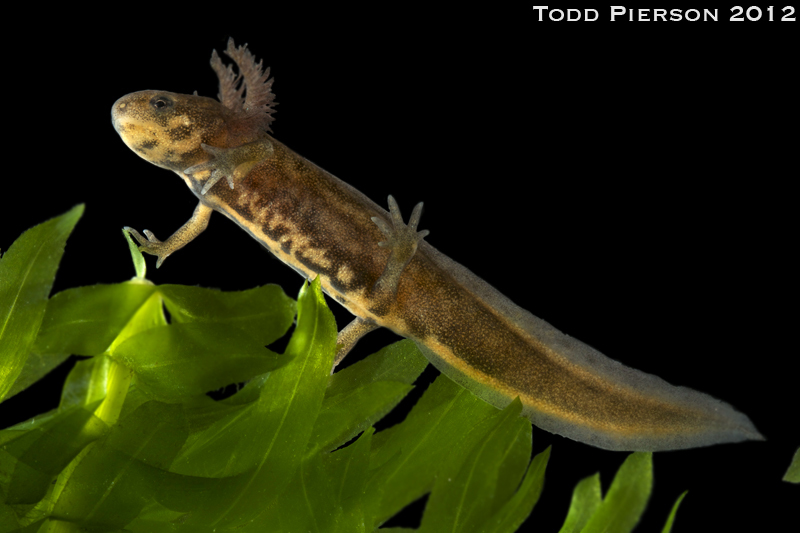 Image of Chuxiong Fire-Bellied Newt