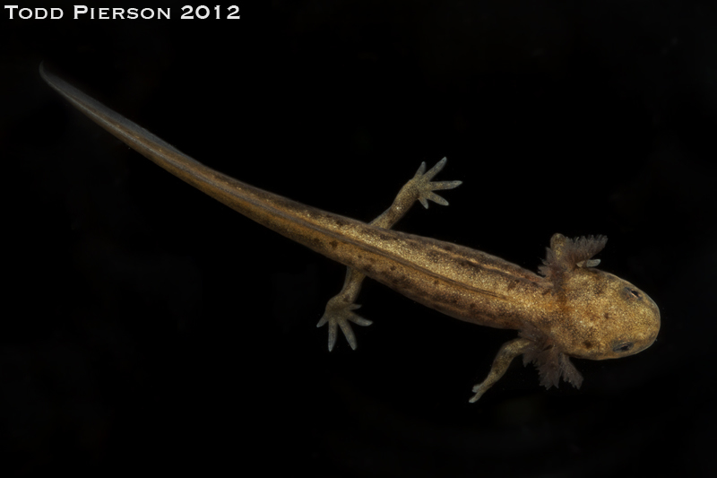 Image of Chuxiong Fire-Bellied Newt