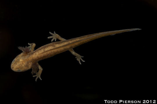 Image of Chuxiong Fire-Bellied Newt