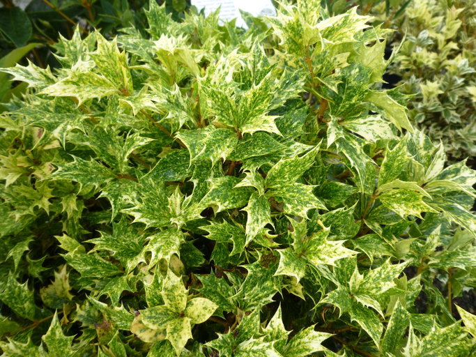 Image of holly osmanthus