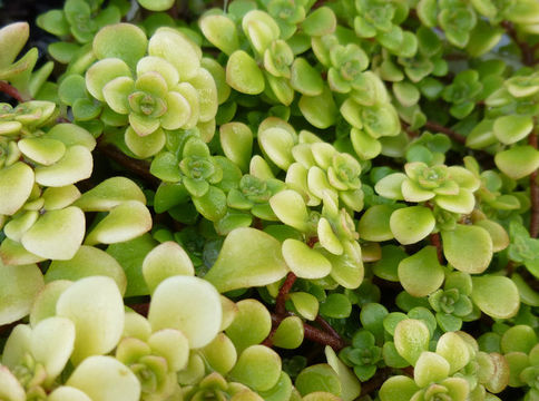 Image of Sedum makinoi Maxim.