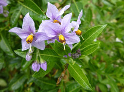 Image of Chilean Nightshade Chilean