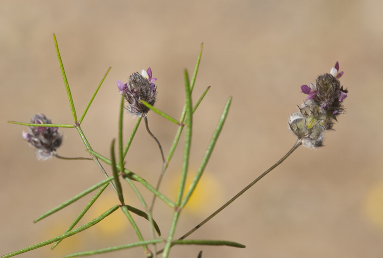 Plancia ëd Dalea filiformis A. Gray