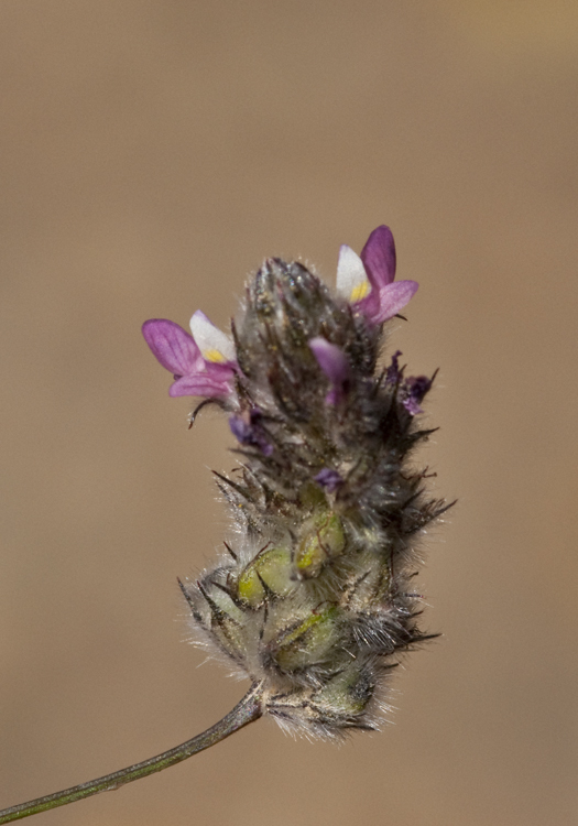 Plancia ëd Dalea filiformis A. Gray