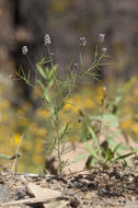 Plancia ëd Dalea filiformis A. Gray