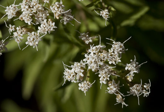 Plancia ëd Stevia serrata Cav.