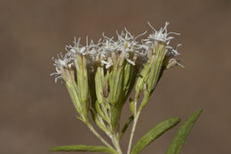 Image of sawtooth candyleaf